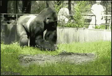 naughty+gorilla.gif