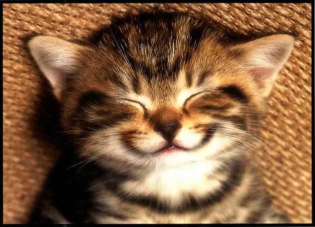 smiling_cat_small.jpg