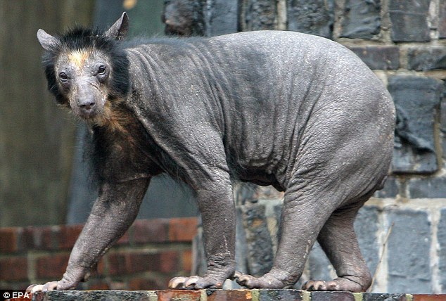 Hairless-Bear-Discovered-Vets-are-Confused-as-To-Why-Mr.-Bear-is-Now-Bald-1.jpg