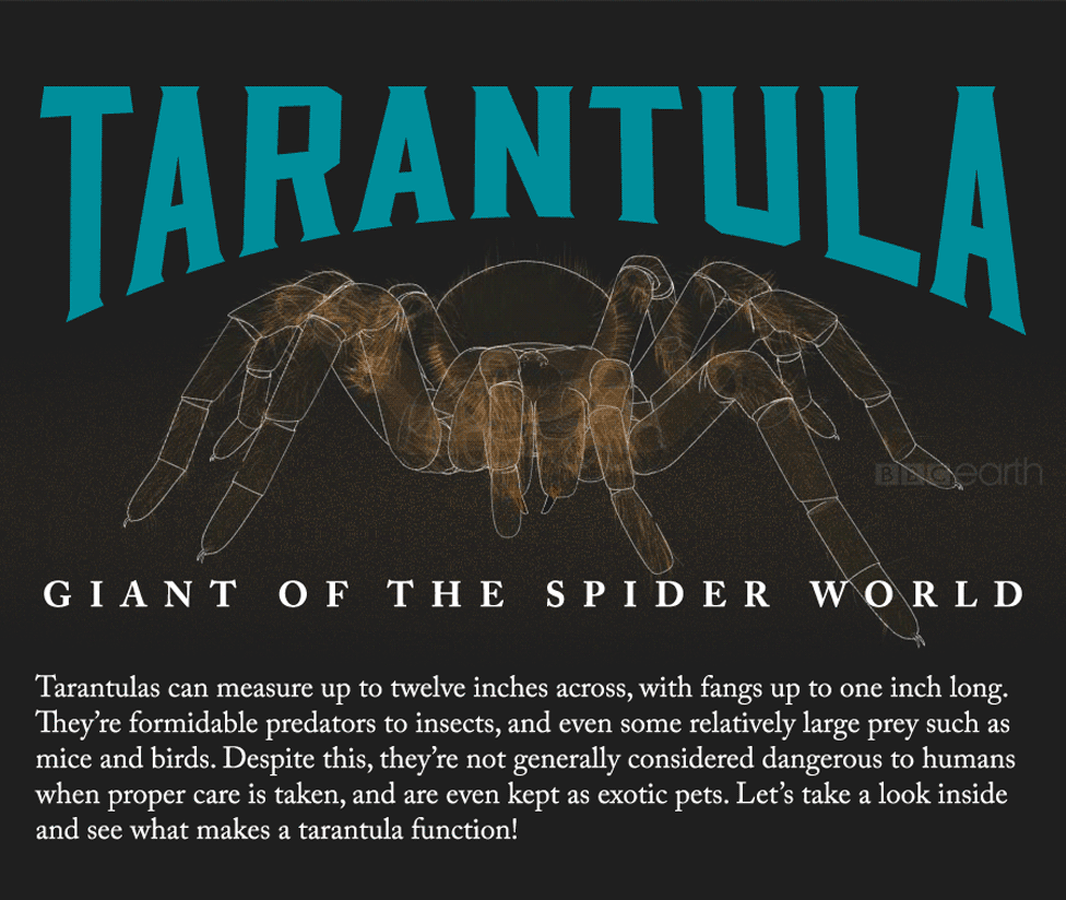 1-tarantula-976.gif