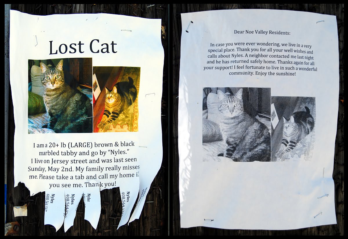 lost_cat_found_cat_nyles.jpg