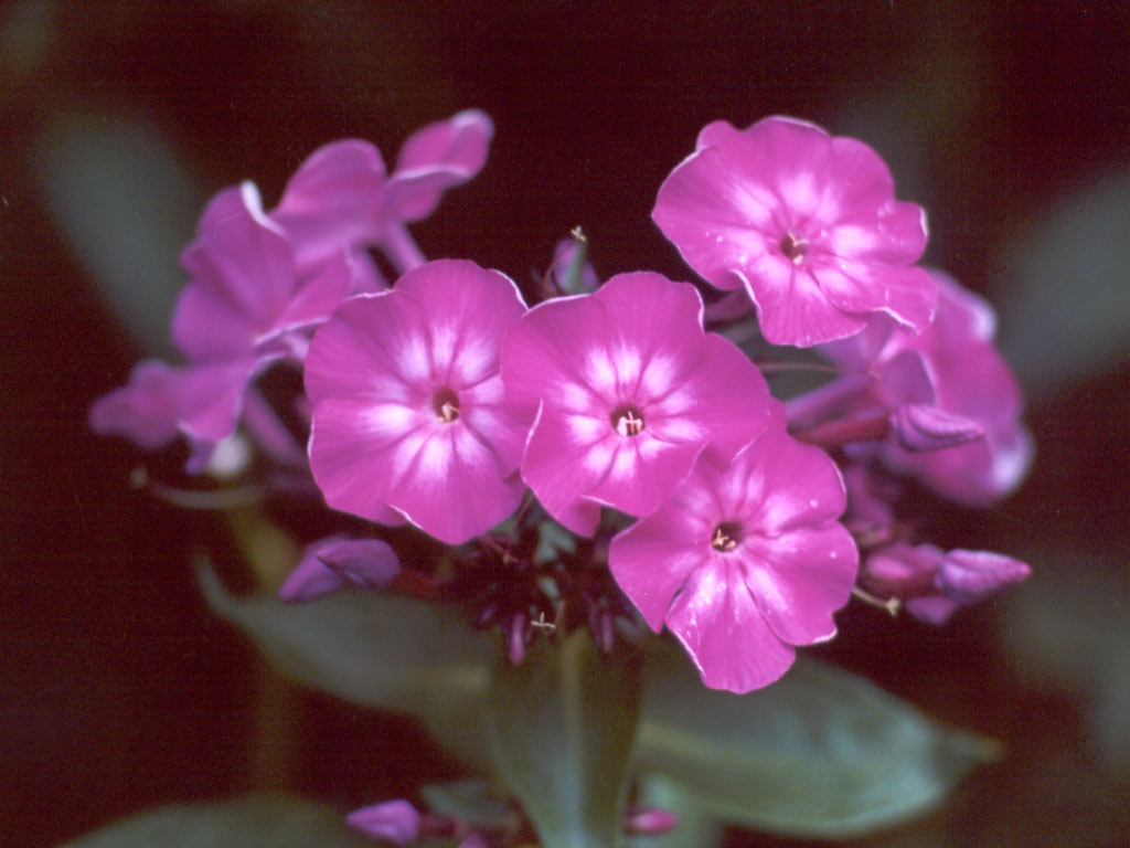 phlox-purple-flower.jpg