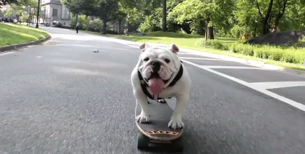 skateboarding_bulldogs_01.gif