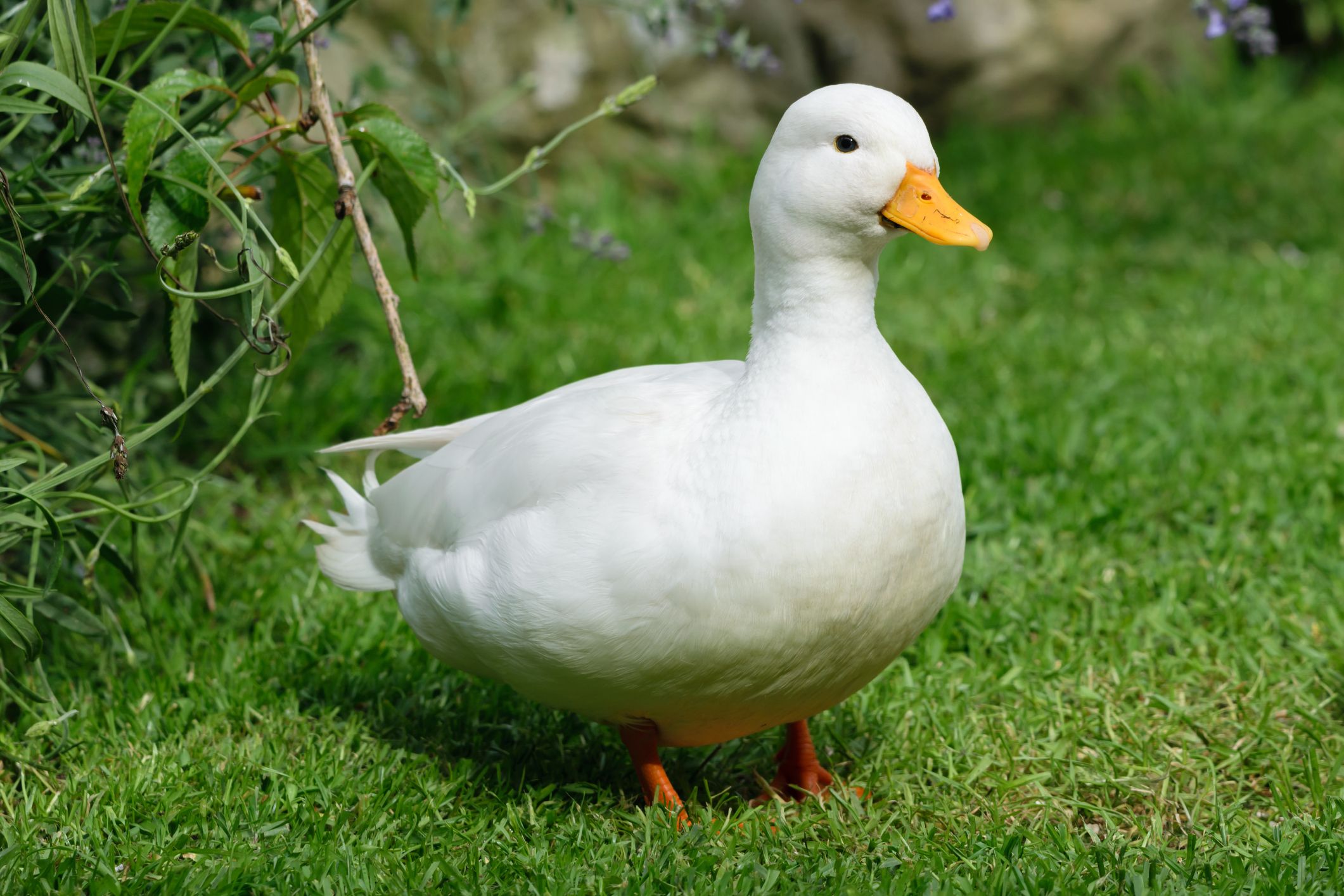 how-to-keep-ducks-call-ducks-1615457181.jpg