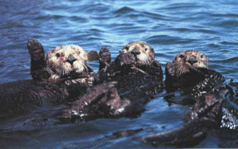 SeaOtters-SynchronizedSwimming_lineup.jpg