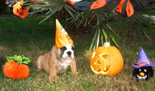 Halloween-puppy.jpg