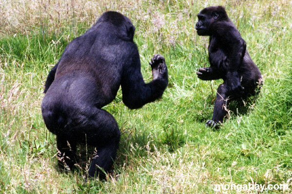fighting_gorillas_0.jpg