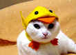 cats-funny-pet-costume-wallpaper.jpg