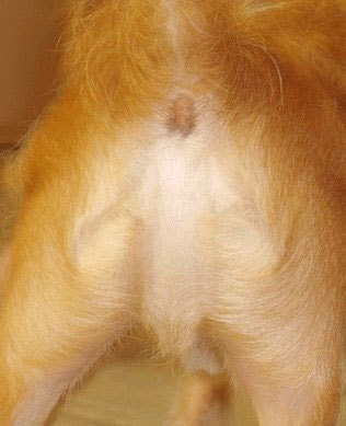 jesus+dog+ass.jpg