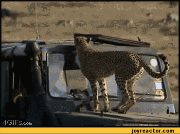funny-pictures-auto-gif-car-368235.gif