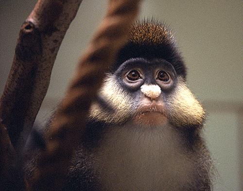 WhoAmI-LesserWhite-nosedGuenon-WeirdMonkey_Face.jpg