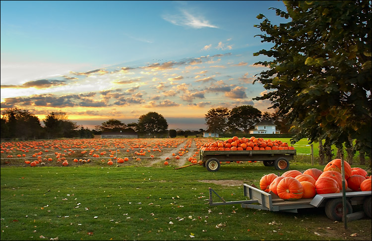 pumpkin_field.jpg
