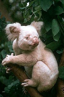 SDZ_0004-Albino-Baby-Koala.jpg