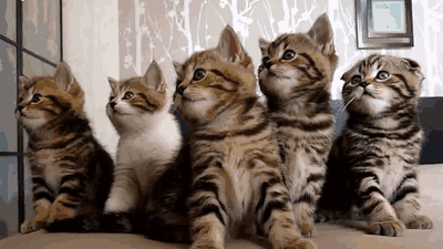 cats+-+GIF+-+synchronized+kittens.gif