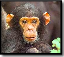 chimpanzee%20pictures.jpg