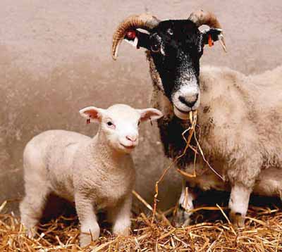 SheepClone-Lamb-Polly_with_poster_mother.jpg