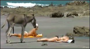 Donkey_beach_voyeur.gif