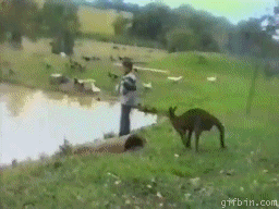 kangaroo-kick.gif
