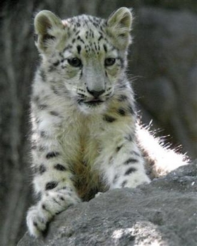 snow-leopard_082205.jpg