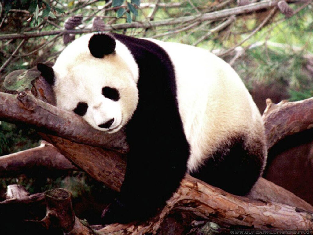 Zoo+Atlanta,+giant+panda+Atlanta+USA+giant+panda+endangered+species+giant+facts+about+pandas+bear+habitat+panda+bear+panda+migration+travel+destination+beautiful+amazing+zoo+panda+animal+picture+panda+images.jpg
