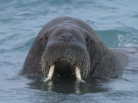 walrus2.jpg