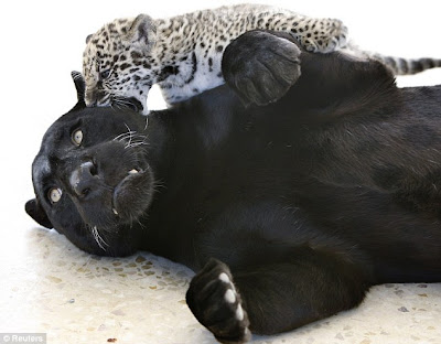 How+do+I+change+my+spots+mum+Jaguar+cub+gives+rare+black+mother+a+playful+bite+during+first+public+appearance+1.jpg