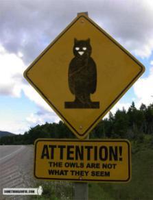 owls_are_not_what_they_seem_2.jpg