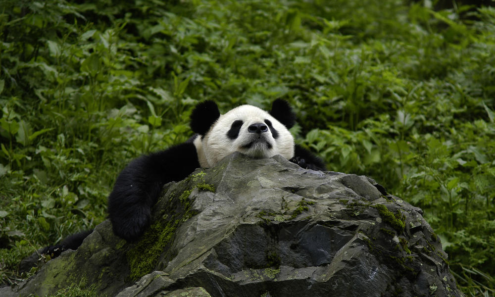 giant-panda-what-wwf-is-doingHI_113976.jpg