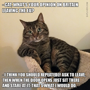 brexit-cat.jpg