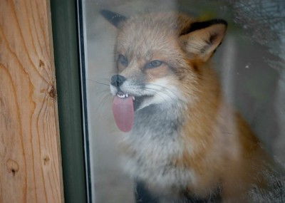 cute-fox-licking-window-400x285.jpg