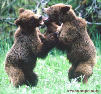 bc-grizzly-cubs-playingurl.jpg