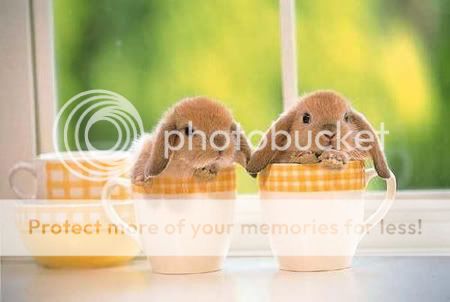 bunny-cups.jpg