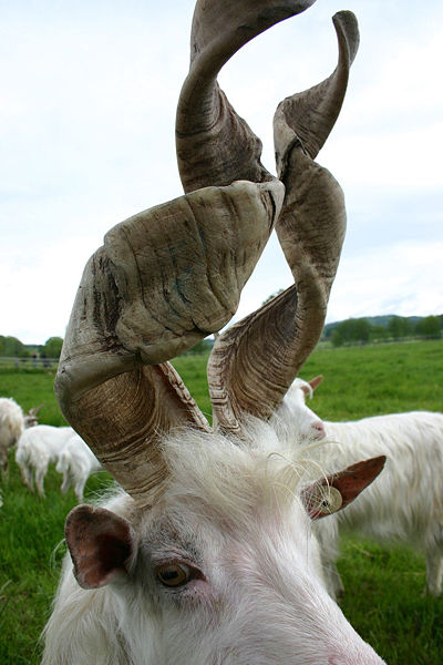 400px-goat_with_spiral_horns.jpg