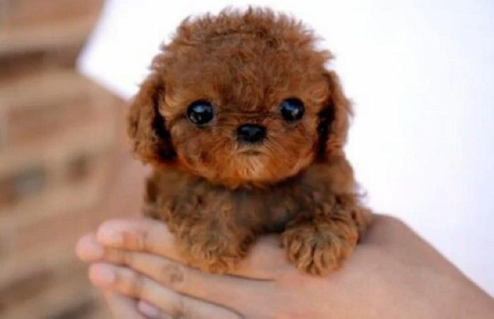 Sad-Puppy-1.jpg