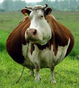 fat-cow-login.jpg