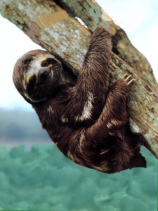 slothbab.jpg