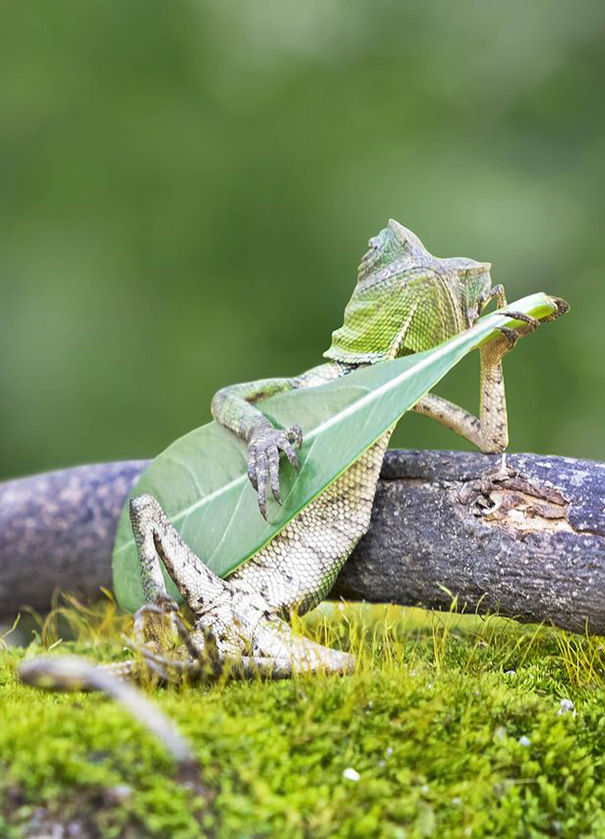 dragon-lizard-playing-leaf-guitar-aditya-permana-indonesia-1.jpg