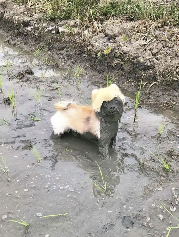 dirty-dogs-playing-in-mud-1-5914295946069__700.jpg