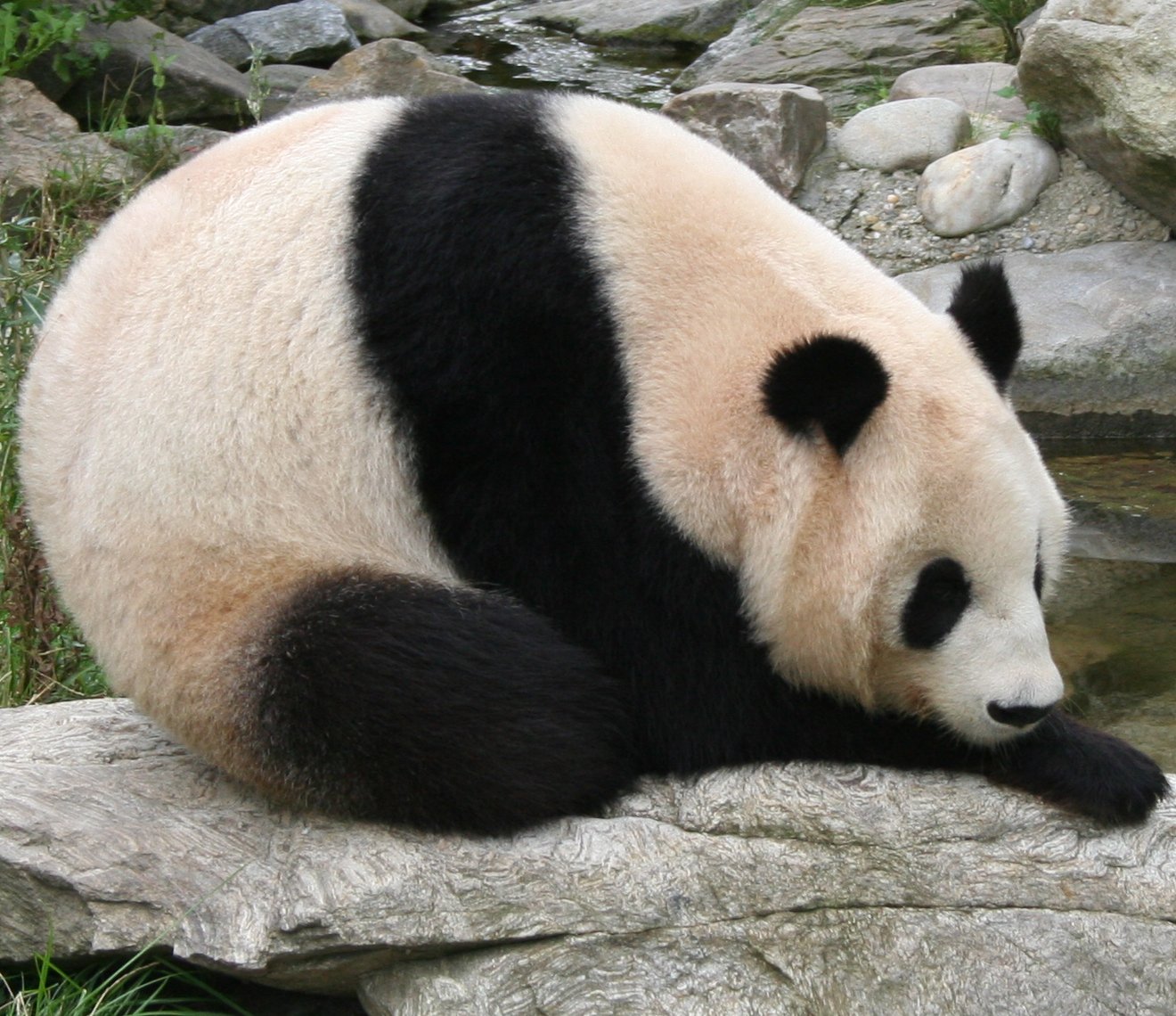 Giant_panda_at_Vienna_Zoo_(cropped).jpg