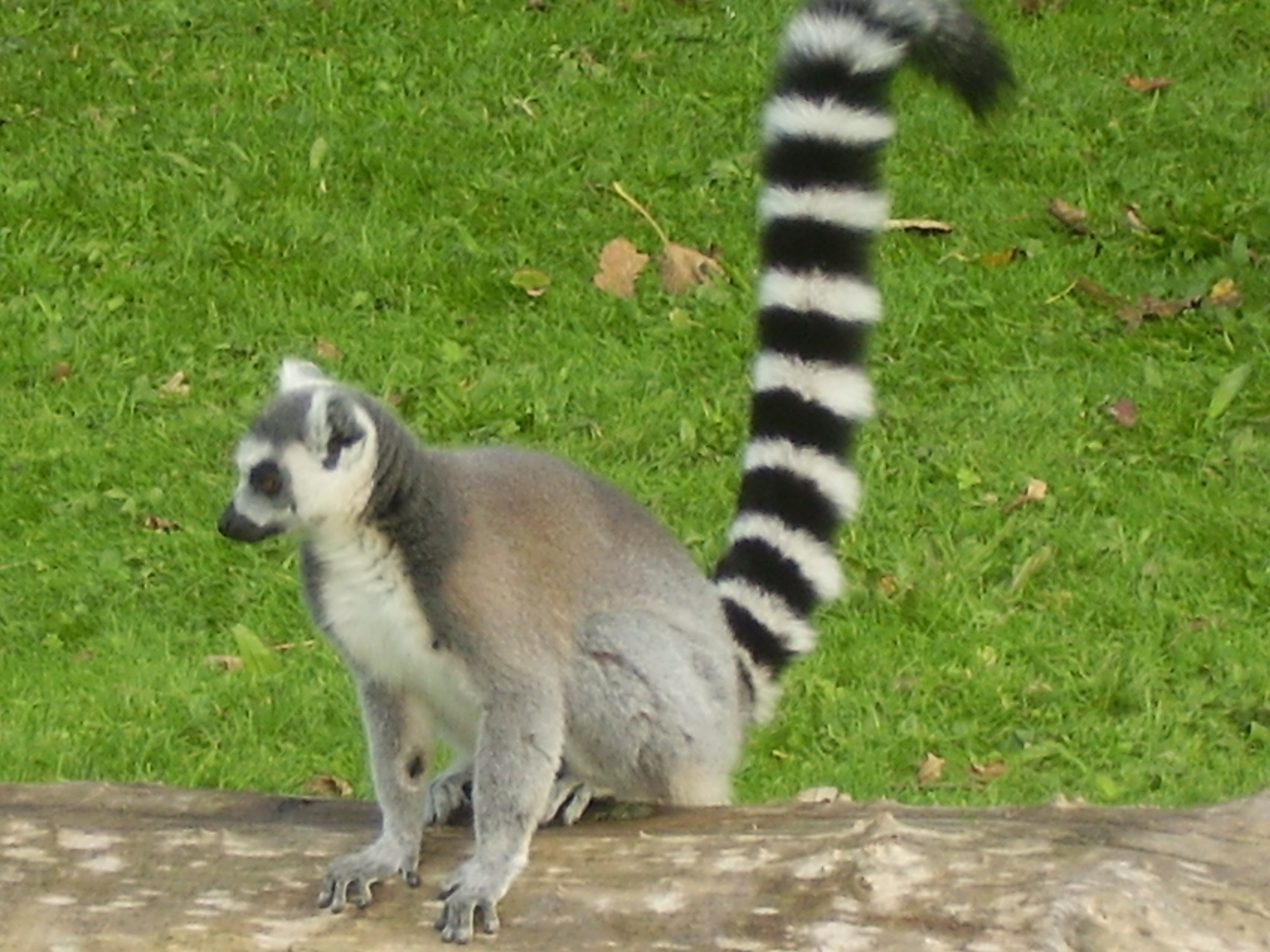 Lemur-ring-tailed.JPG