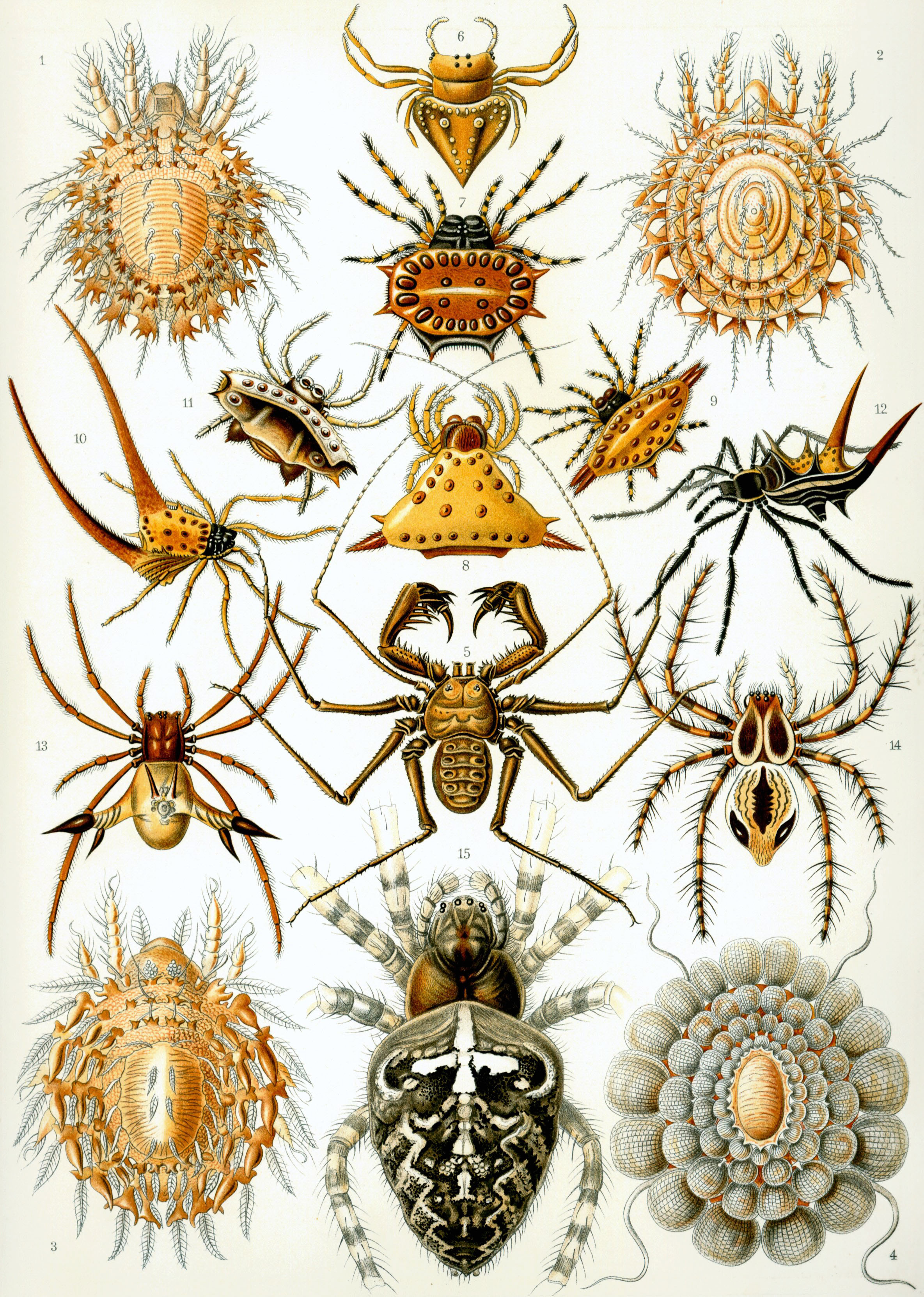 Haeckel_Arachnida.jpg