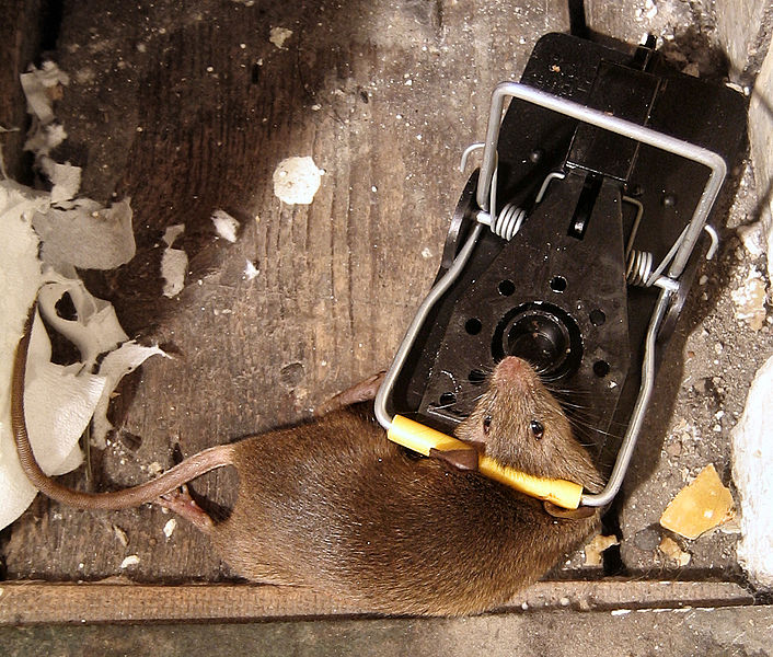 706px-Mouse_in_mousetrap.jpg