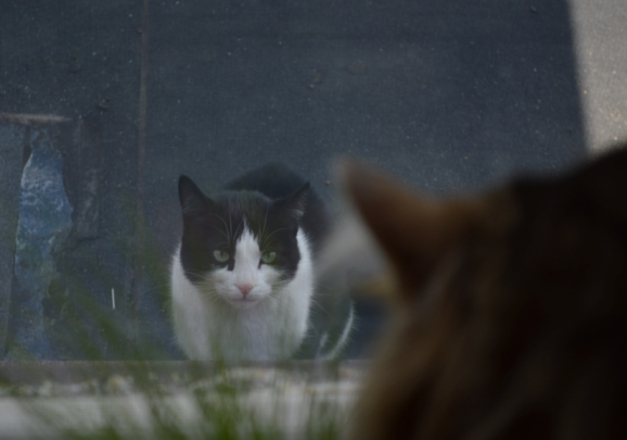 window-cat-attack-2.png