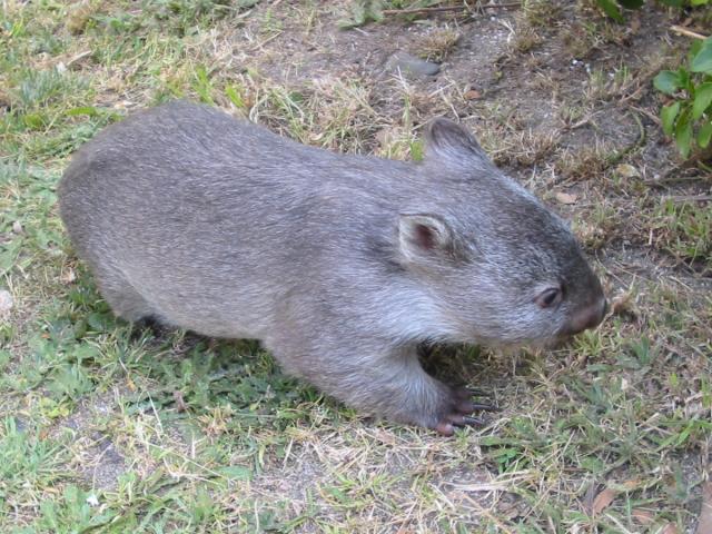 wombat1.JPG