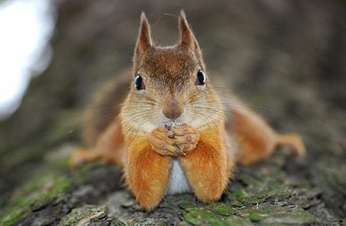 04_cute_animals_squirrel.jpg