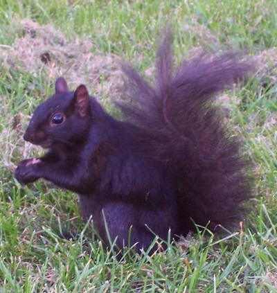 BlackSquirrel.jpg