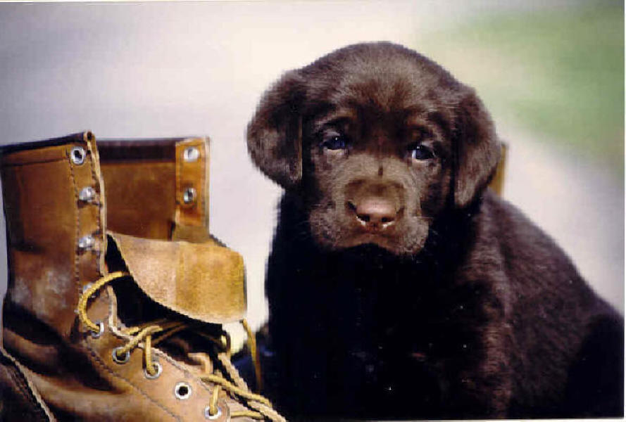 Chocolate_puppy_withboot.jpg