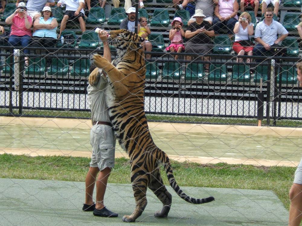 Tiger_Feeding@Australia_Zoo.jpg