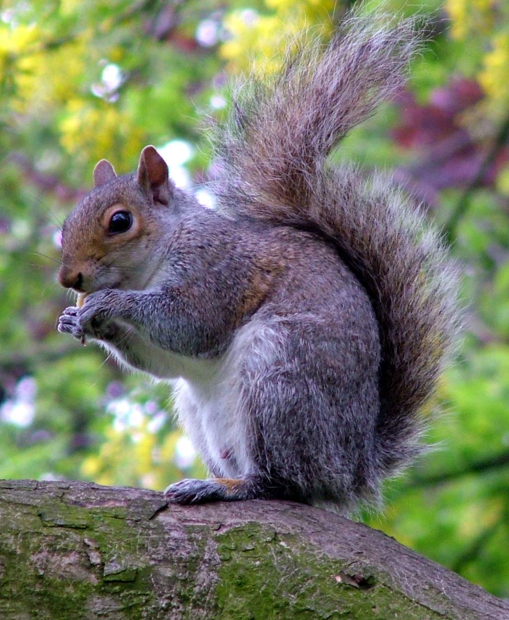 grey-squirrel-eating.jpg