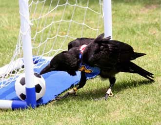 soccer_crow.jpg